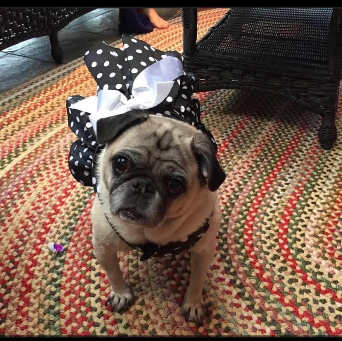 Cassandra the pug dressed with a polka-dot bow